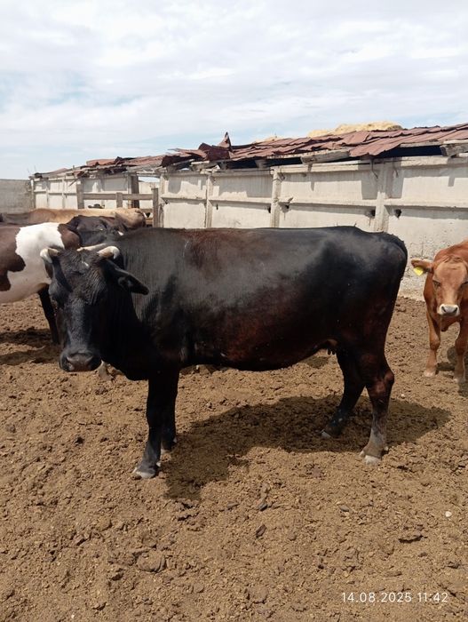 Соғым семиз сиыр сатылады