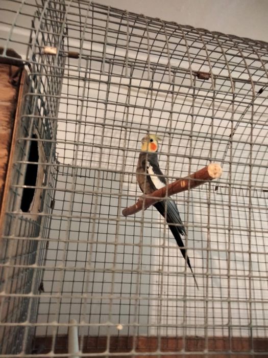 Продаю попугаев: кореллы, волнистые