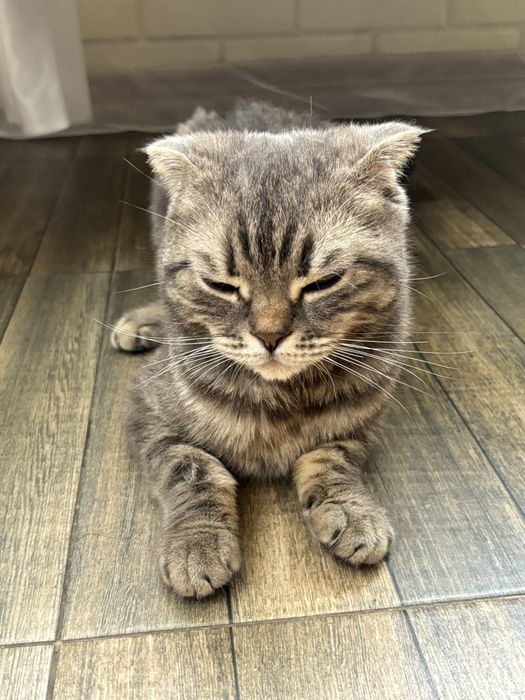 Шотландская кошка