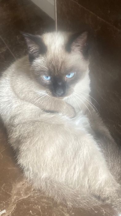 Пропал сиамский кот