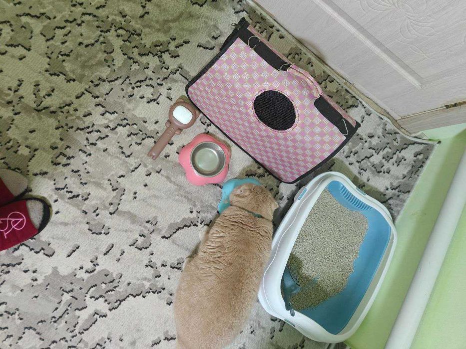 Scottish fold mushuk