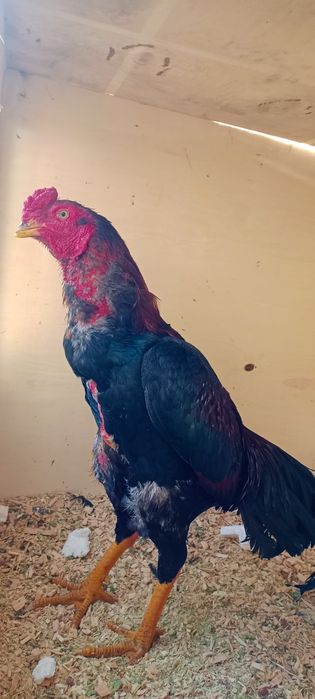 Продам Дакан июн