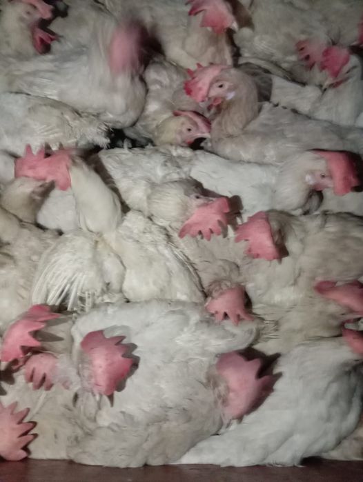 Продам курей несушка