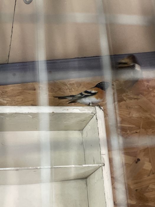 Продам певчих птиц