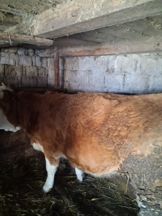 Vindem junincă gestantă în 8 luni