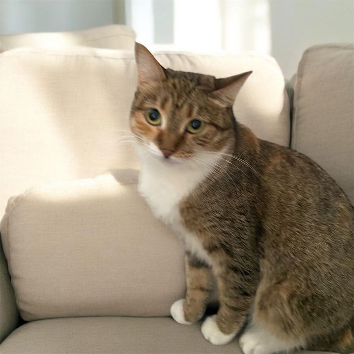 Принцесса кошечка ищет дом