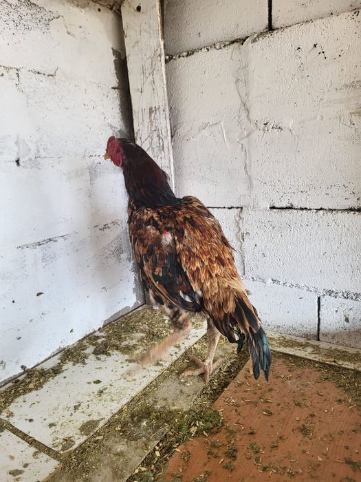 Сатамын тохапей кораз 12000