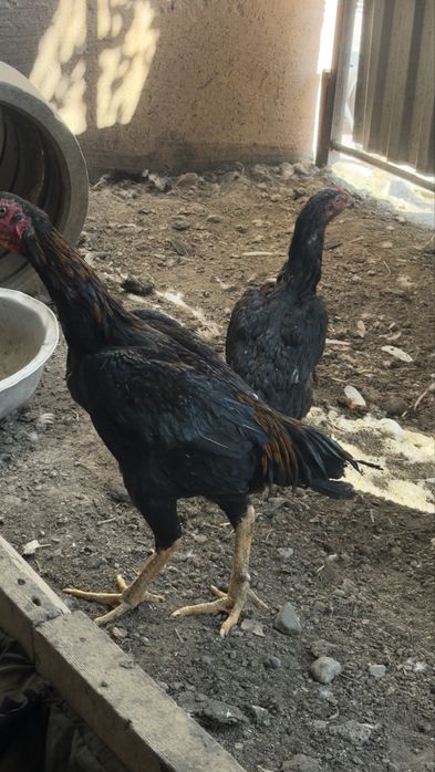 Дакан продам или обмен