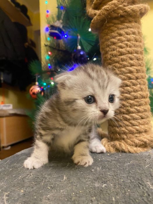 Котята Шотландские