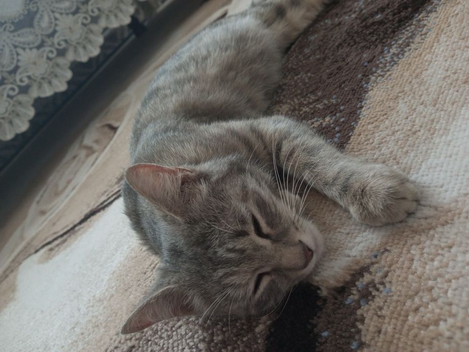 Домашняя красивая кошка