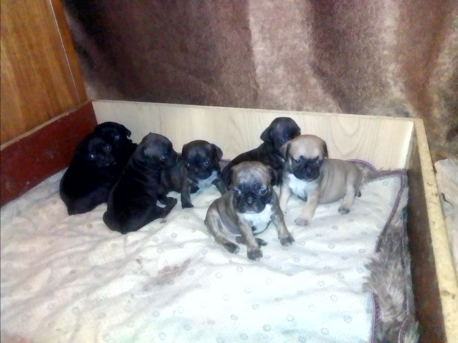 Продаю щенков французский бульдог бронируйте щенки уже готовы к продаж