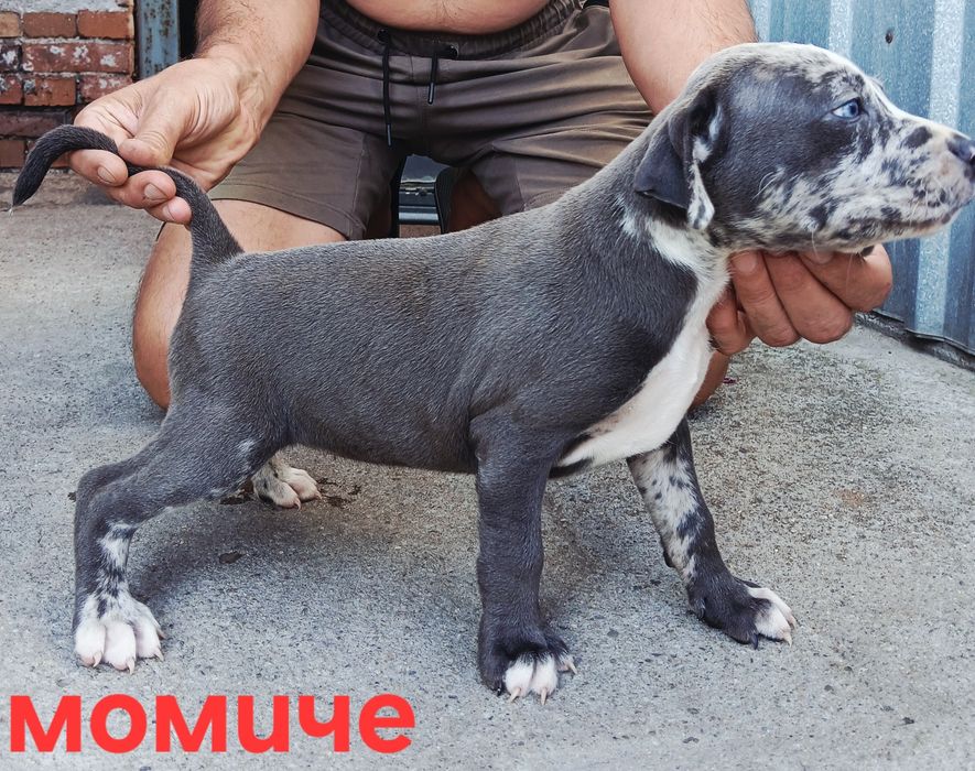Pitbul-Питбул-Pitbul