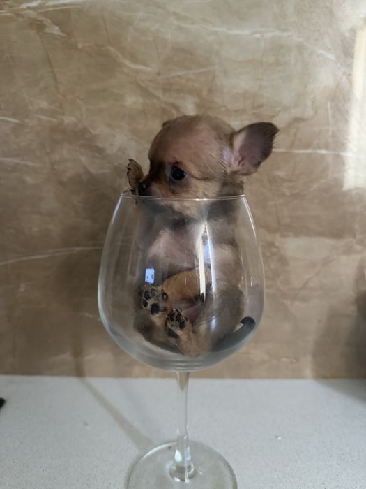 Карманная собачка щенки микро и мини