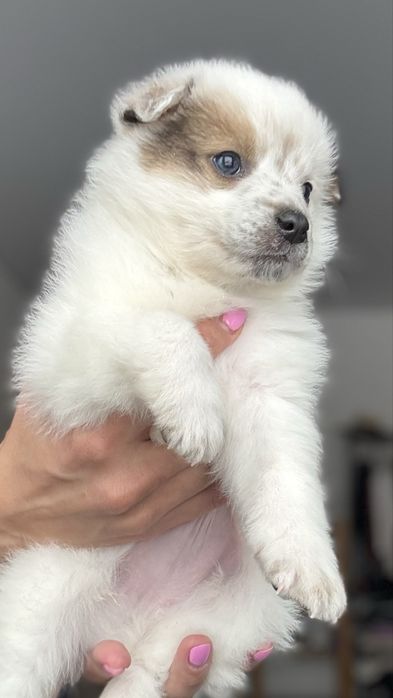 Щенок мальчик в добрые руки