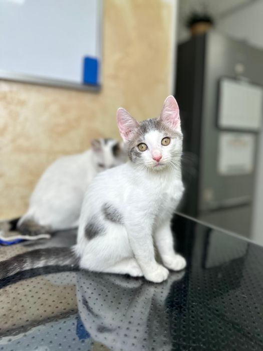 2 pisicuțe pentru adopție