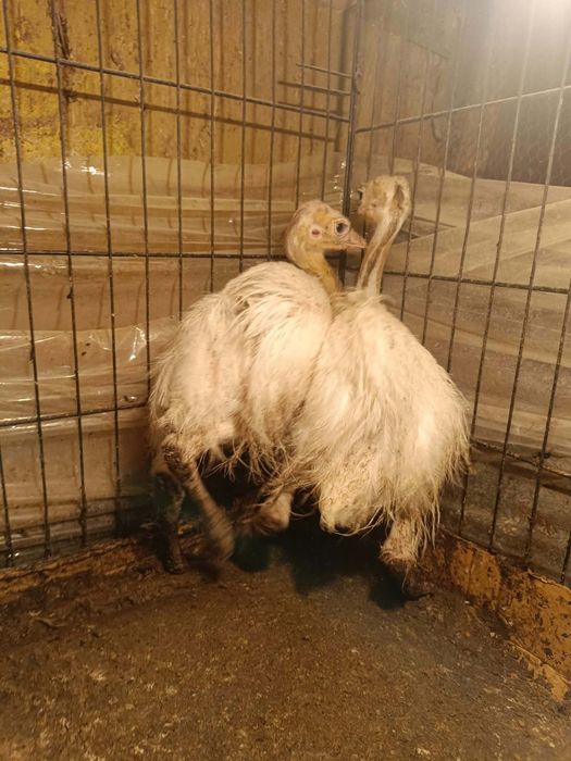 Продавам щраусчета Нанду и кокошета Зибрайт