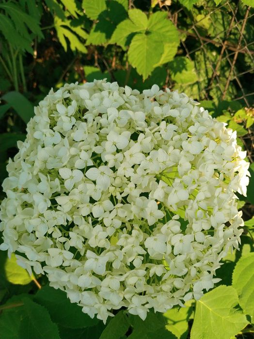 Гортензия Анабель