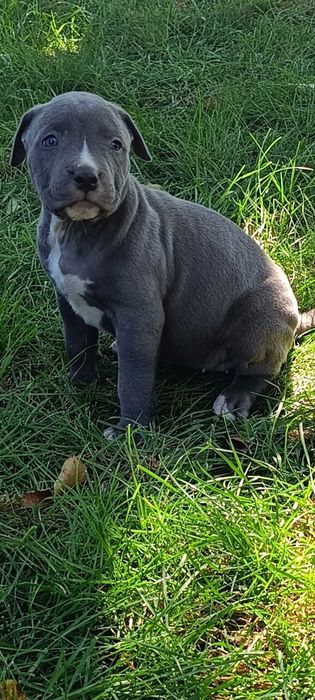 Disponibilitate pentru rezervare pui American Bully xl cu Pedigree acum de 5 săptămâni vor părăsi cuibul de la 8 săptămâni.Detali la Nr 0787332048