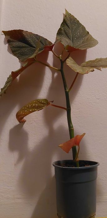 Vand planta Plaman Begonia lucernae