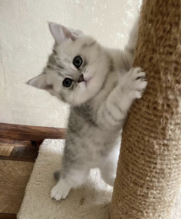 Шиншилла Британские котята