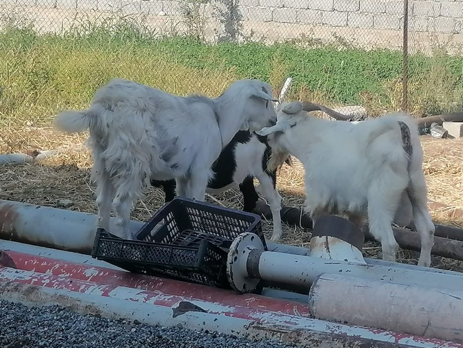 Козы занинка нубийцы дойные