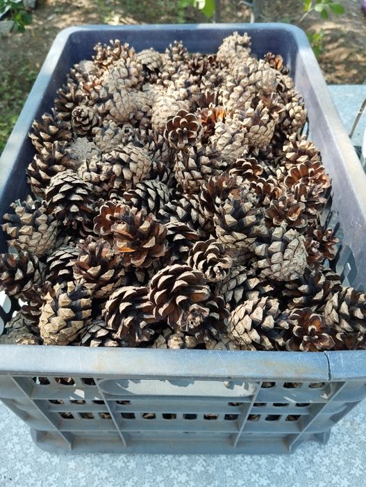 Шишки для декора