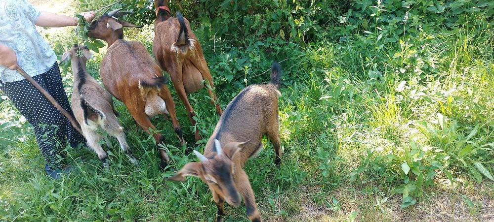 Capre Anglo nubian cuAlpine Franceză