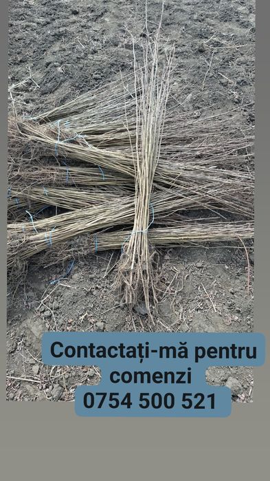 Puieti de salcâm de la 30 bani-1.20 bani