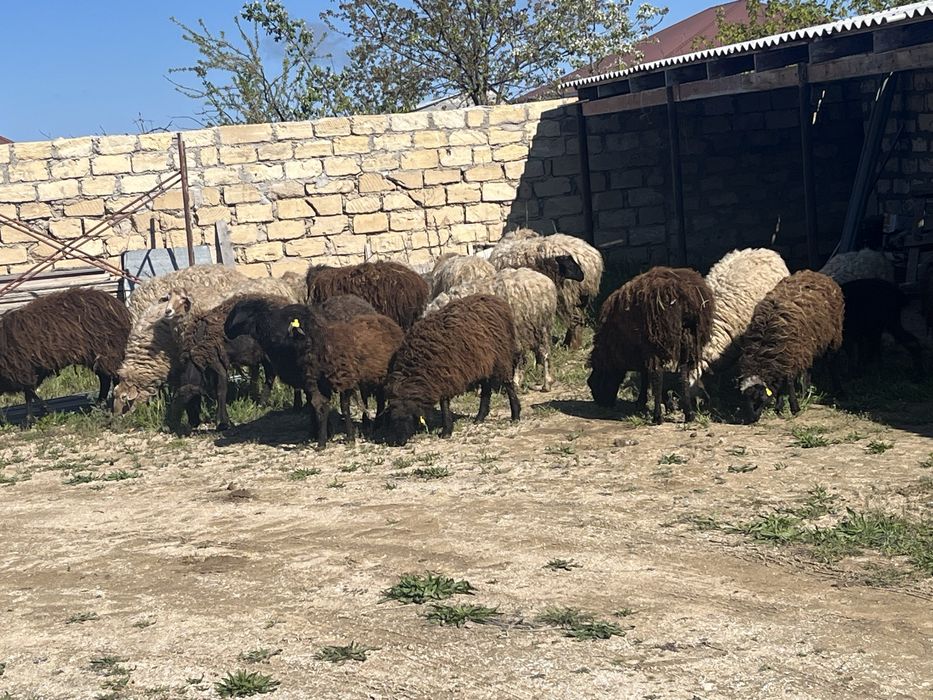 Қой, тұсақ, ісек