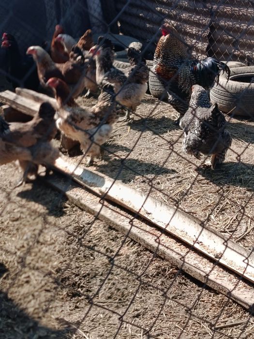 Продам инкубационные яйца.