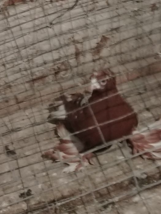 Продам голубку чинка.