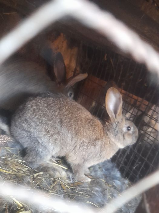 Iepuri de vânzare – sănătoși, crescuți natural