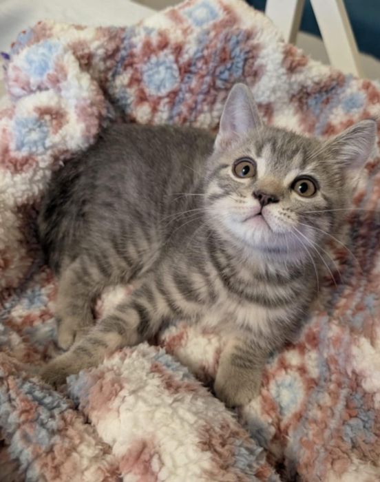 Siberiana de pădure