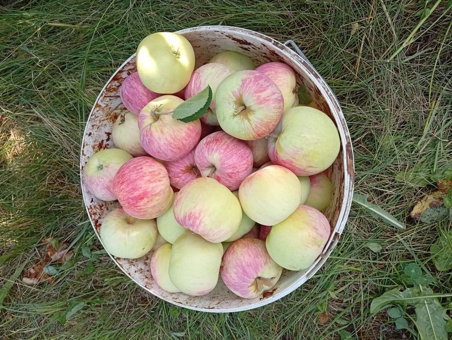 Летний яблоки Алча