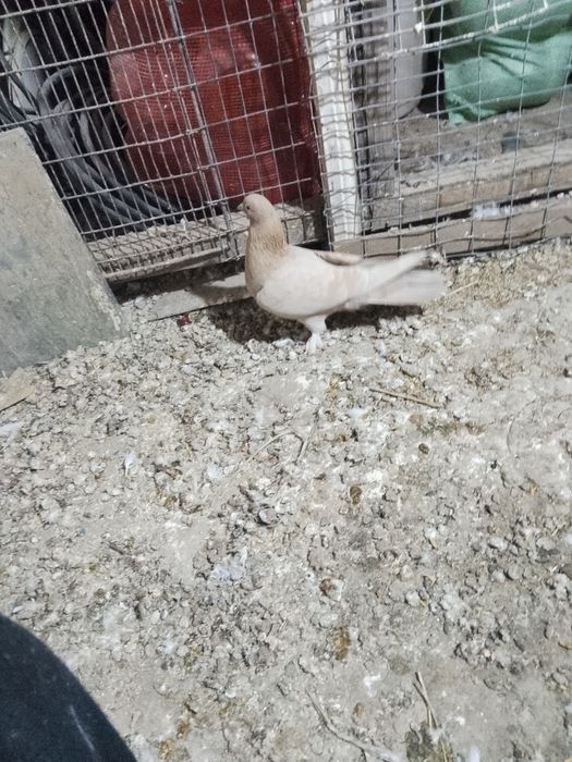 Продам голубей звоните