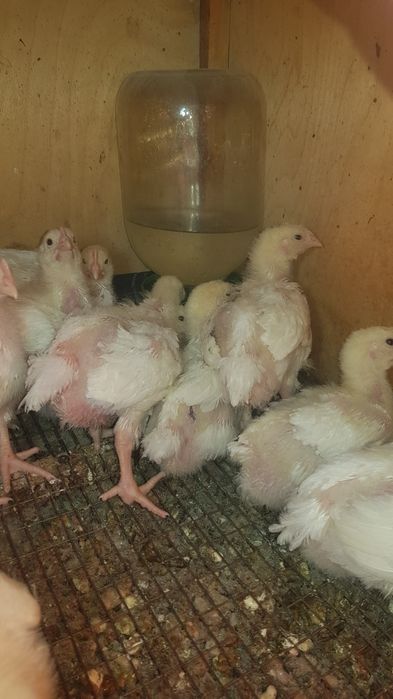 Продам подрощеных цыплят бройлера