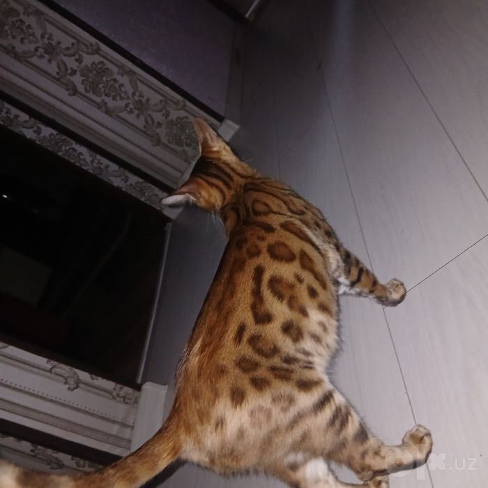 Продаётся кошка бенгал