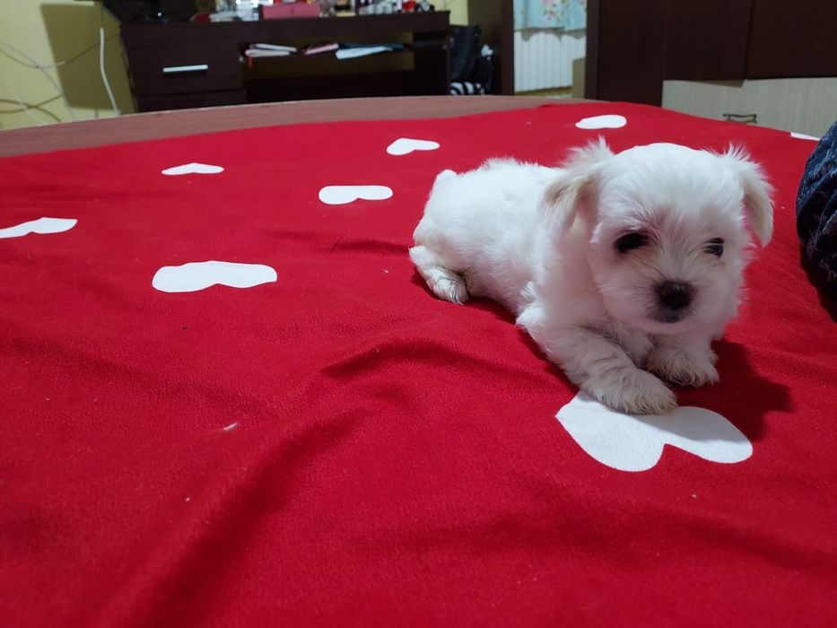 Bichon Maltez mini toy cu certificat