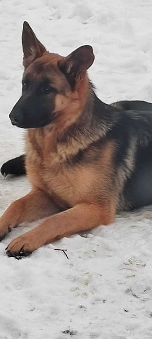 Catelusa ciobanesc german, 7 luni