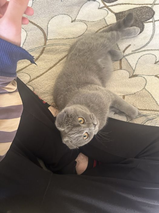 Скоттиш фолд кот