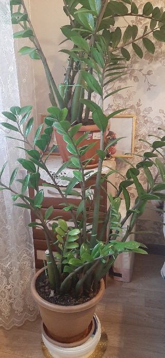 Доллоровое дерево