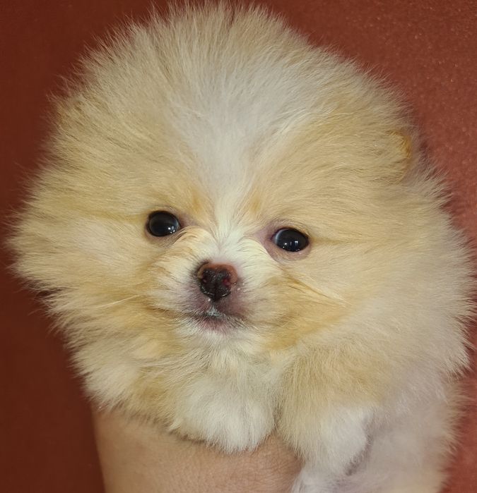 Продам щенков шпица.