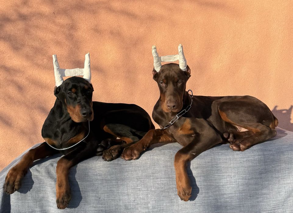 Căței Doberman cu pedigree