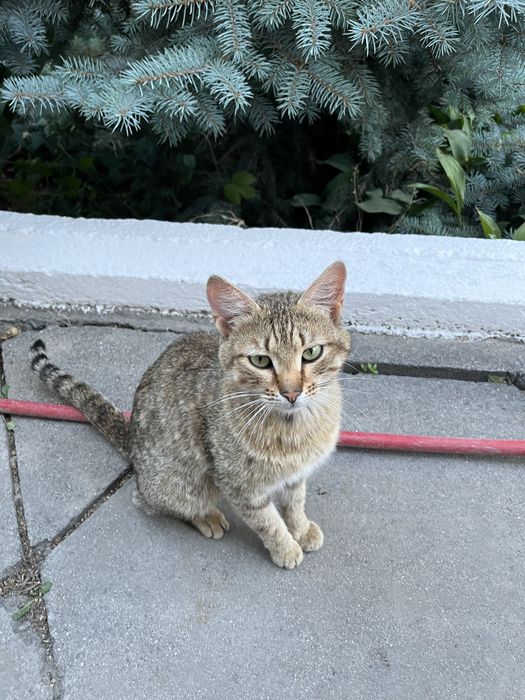 отдаю ласкового кота в добрые руки