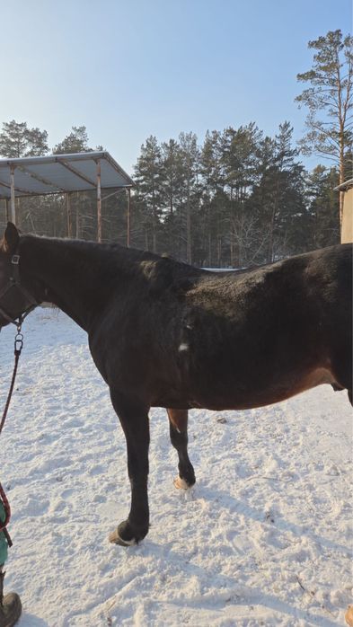 Айгыр жеребец семь лет