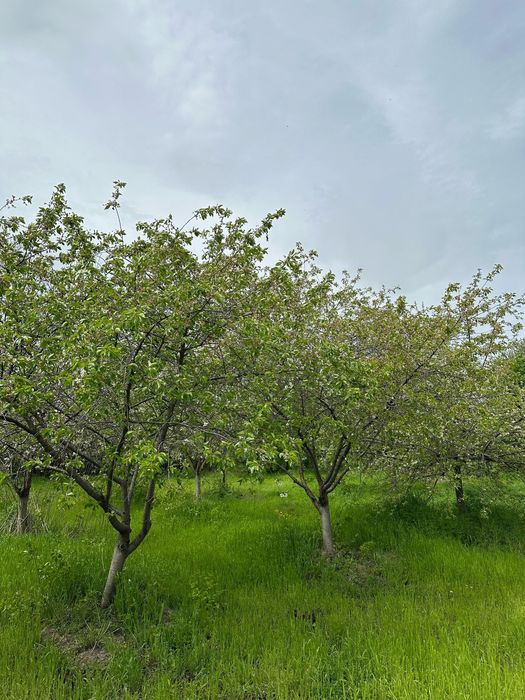 Vând teren intravilan Cosereni/ Boranesti
