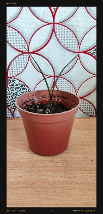 Продам цветы комнатные.