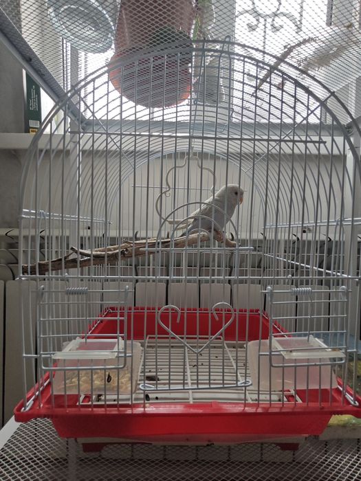 Попугай ручной девочка