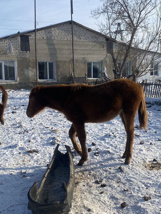 жабагылар сатылады 3бас 2 еуы ургашы