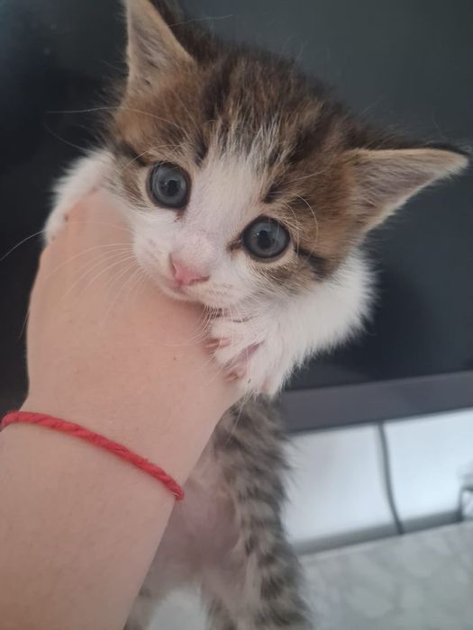 Котята от мамы мышеловки